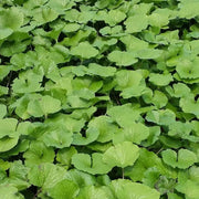 Wasabi Mazuma